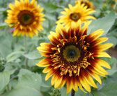 Maywood Sunflowers
